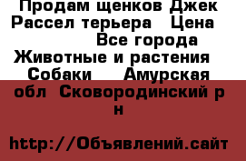 Продам щенков Джек Рассел терьера › Цена ­ 25 000 - Все города Животные и растения » Собаки   . Амурская обл.,Сковородинский р-н